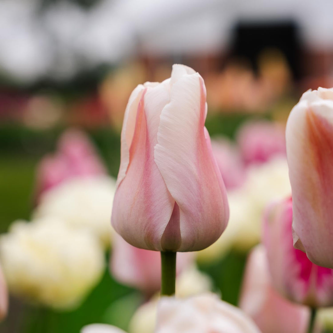 Tulpe 'Apricot Pride'