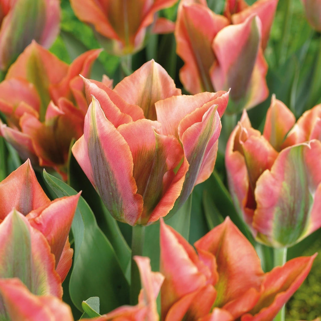 Tulpe 'Artist'