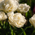 Tulpe 'Avant Garde'