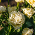 Tulpe 'Avant Garde'