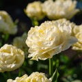 Tulpe 'Avant Garde'