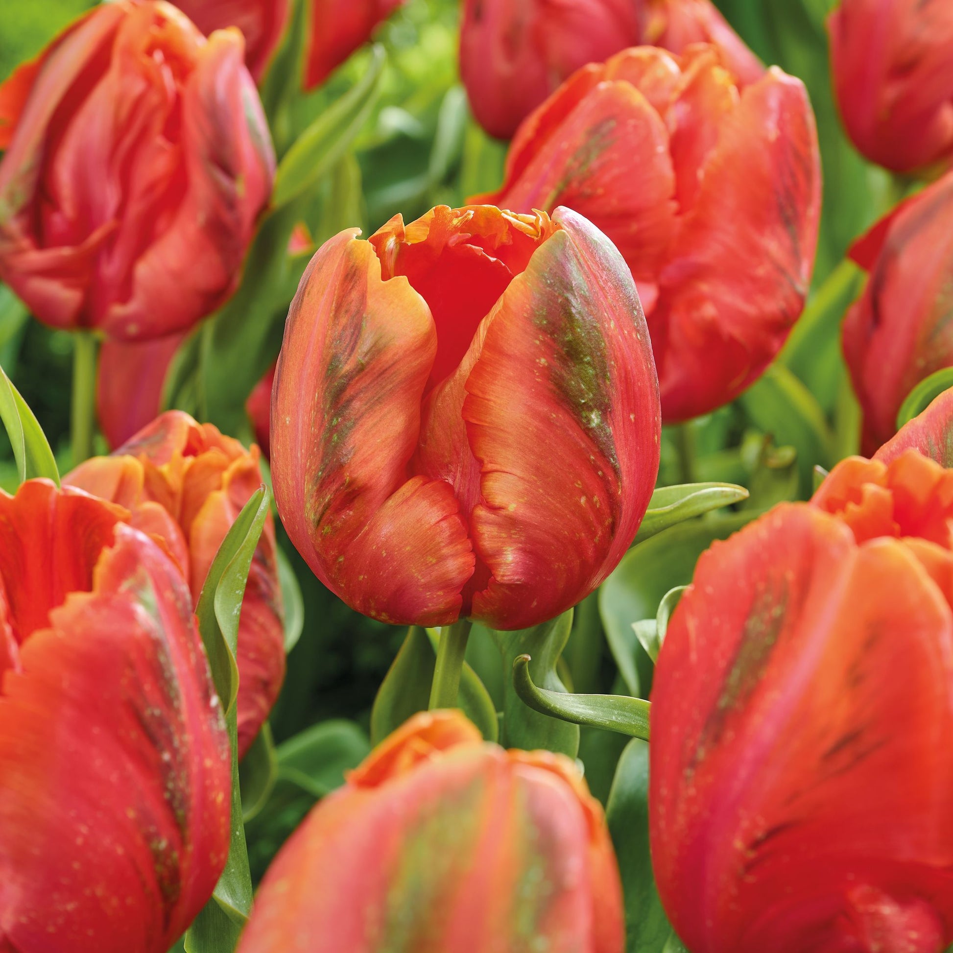Tulpe 'Avignon'