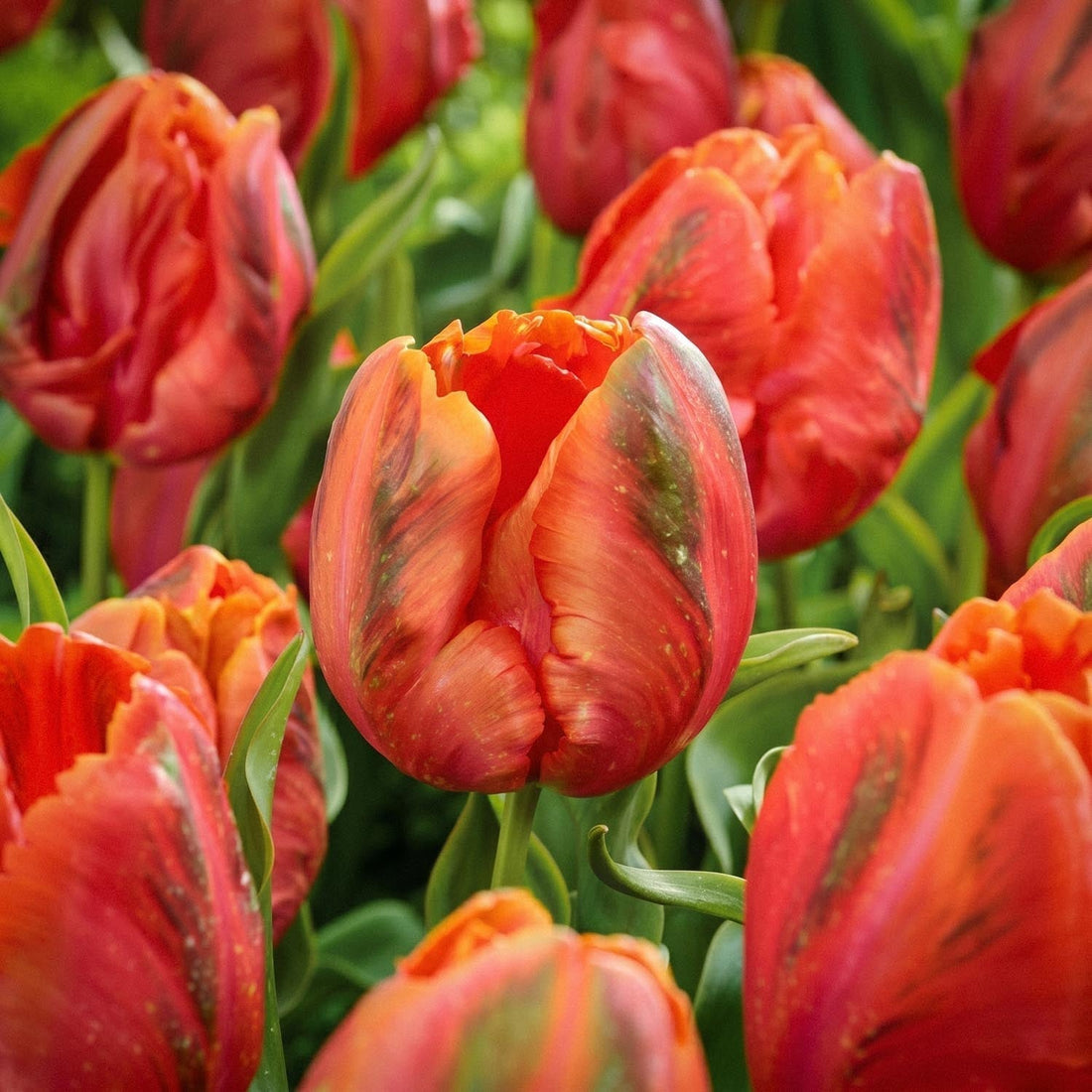 Tulpe 'Avignon'