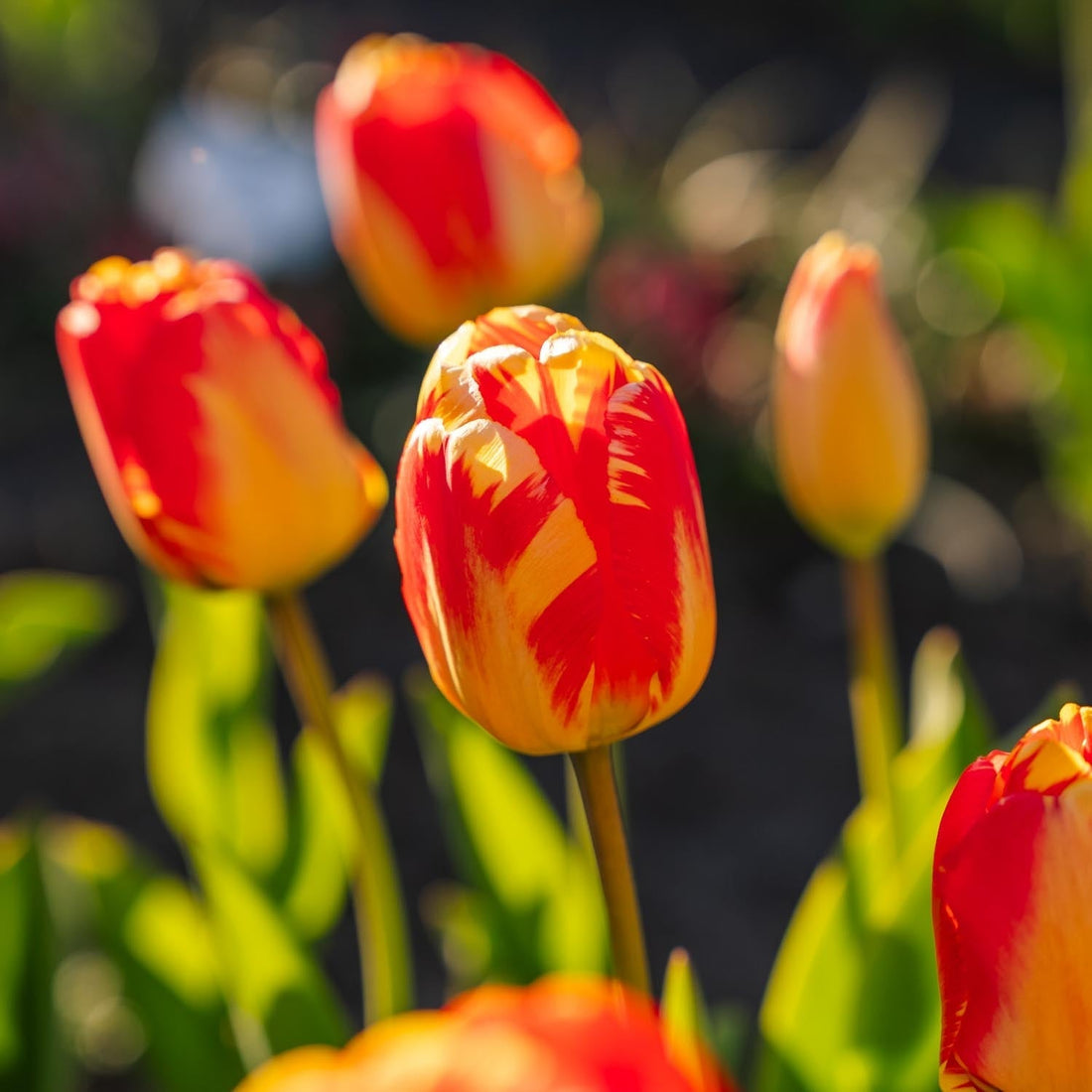 Tulpe 'Banja Luka'