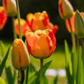 Tulpe 'Banja Luka'
