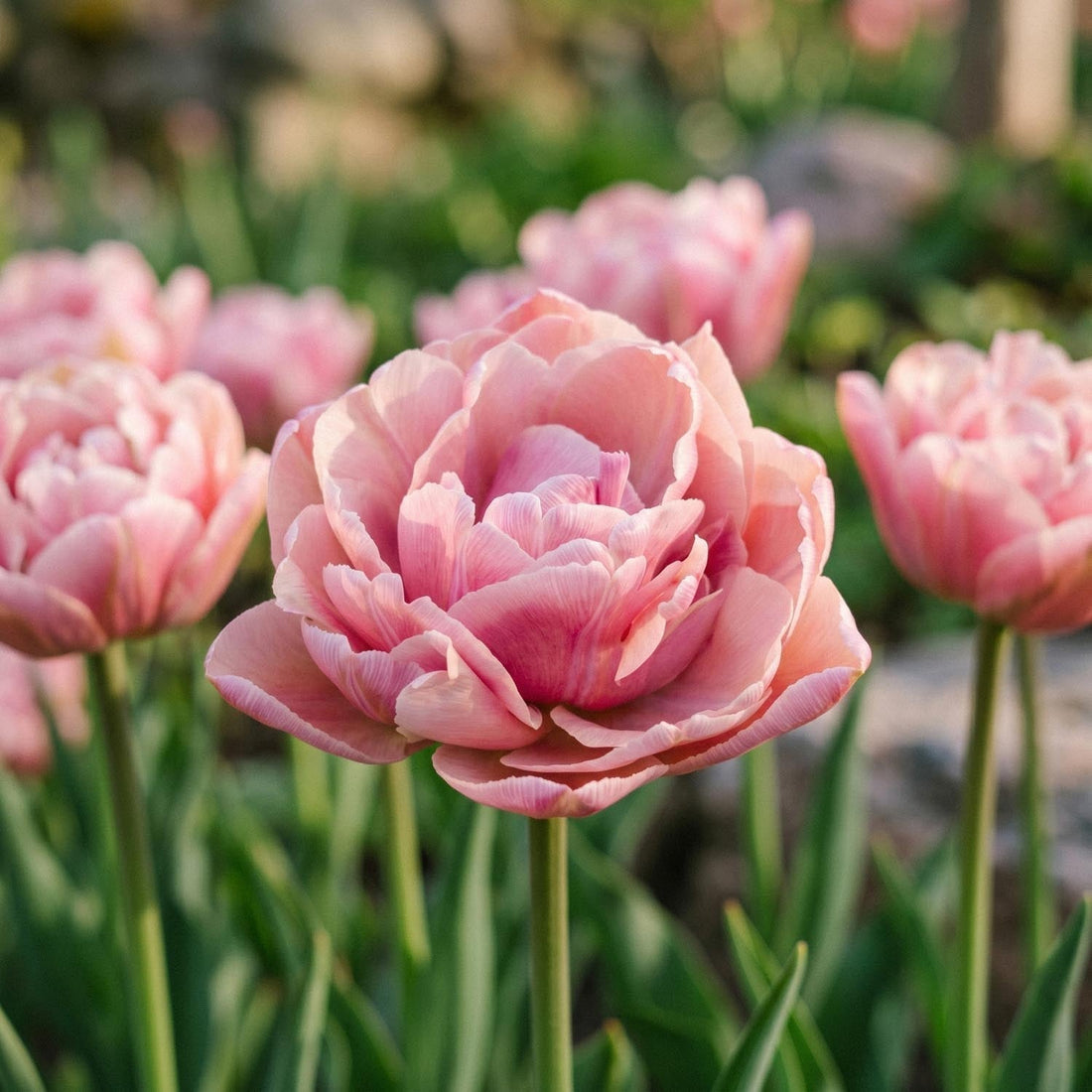 Tulpe 'Beachberry'