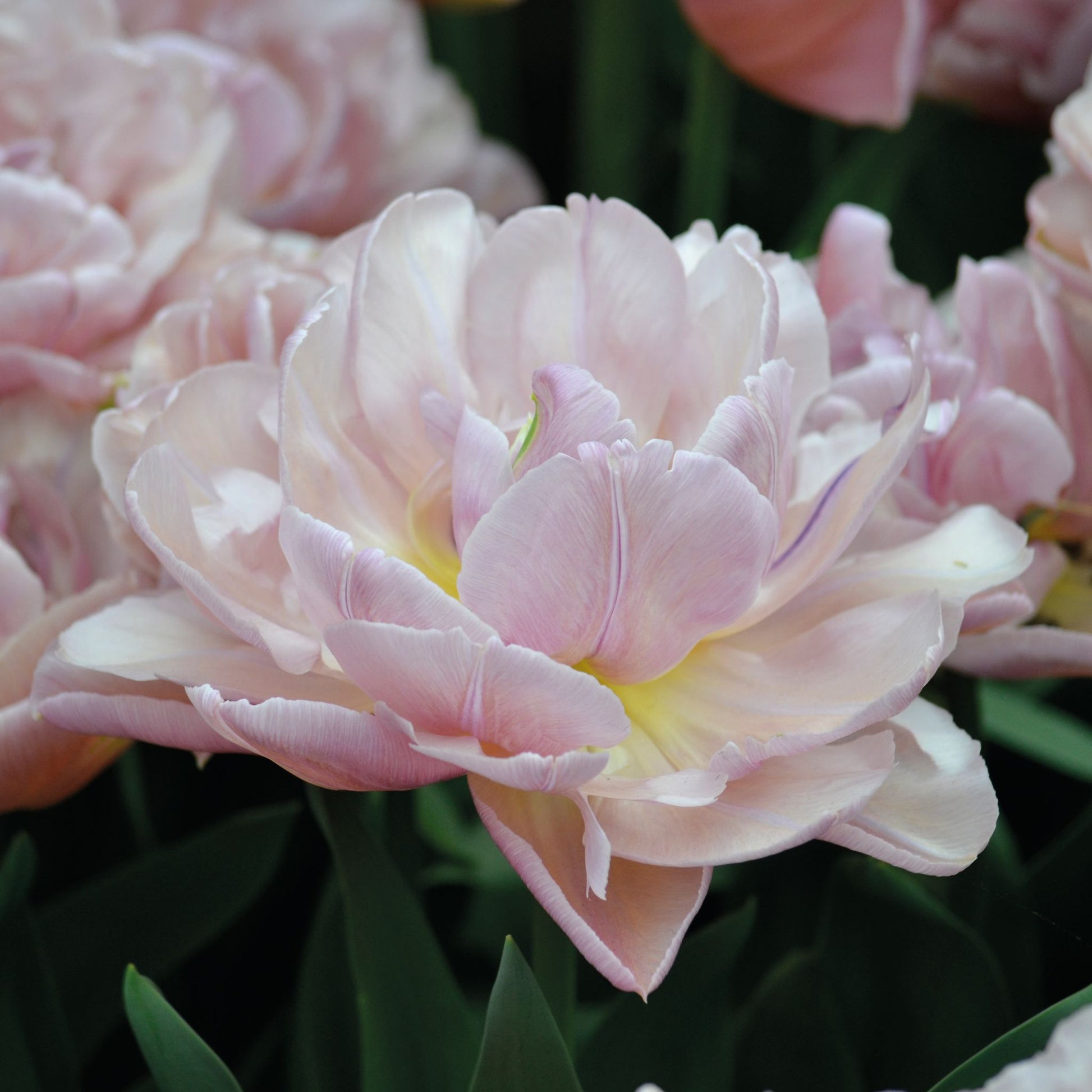 Tulpe 'Beachberry'