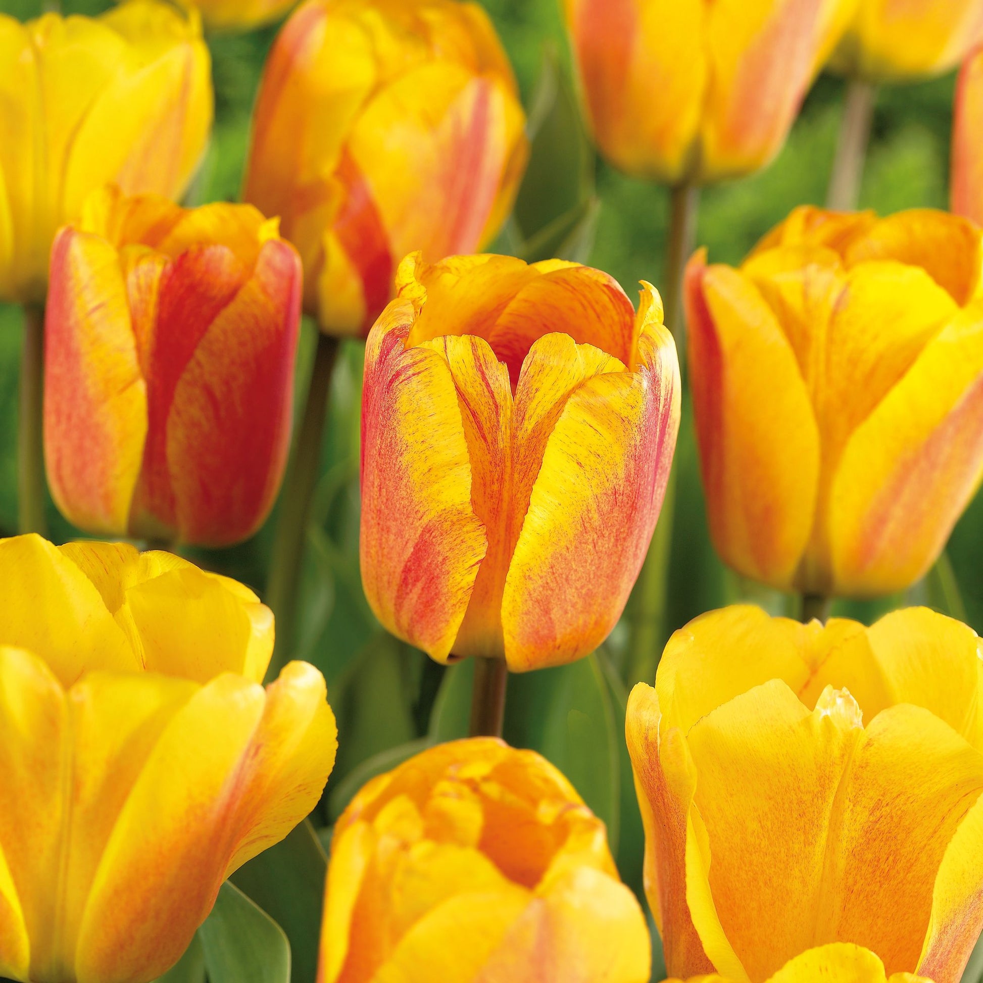 Tulpe 'Beauty of Apeldoorn'