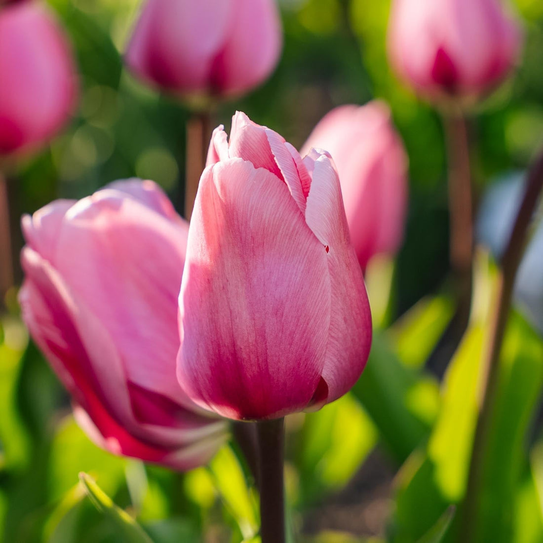 Tulpe 'Big Love'