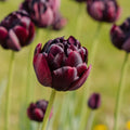 Tulpe 'Black Hero'