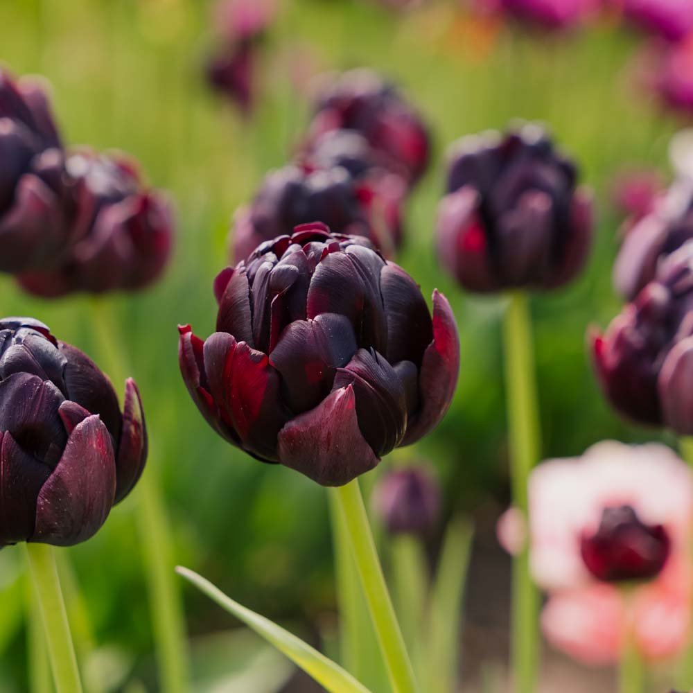 Tulpe 'Black Hero'