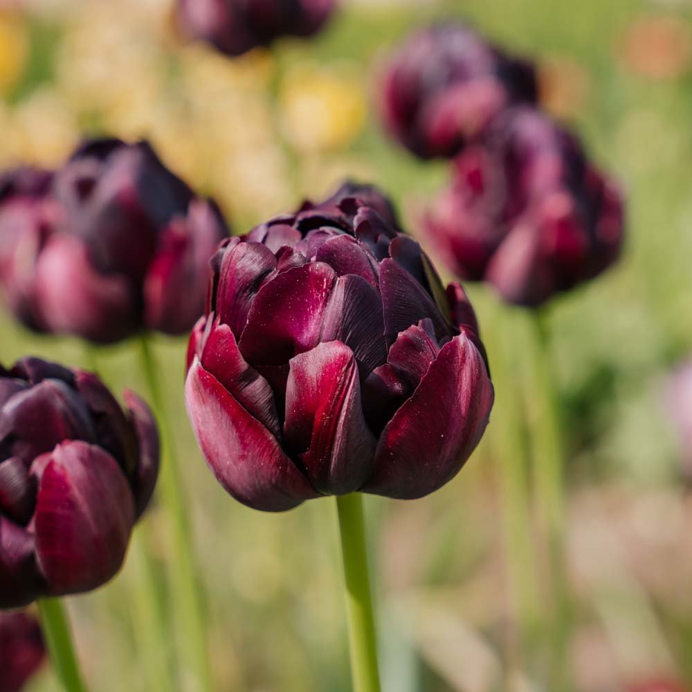 Tulpe 'Black Hero'