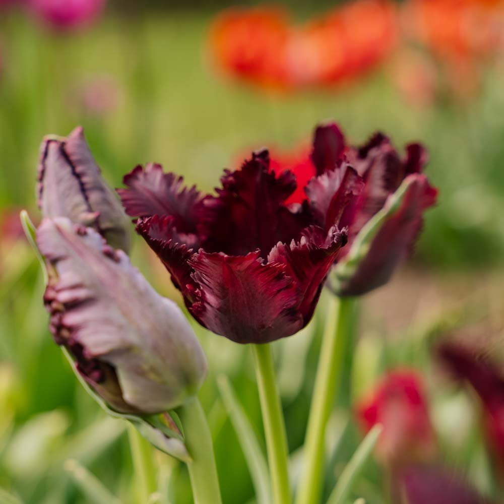 Tulpe 'Black Parrot'