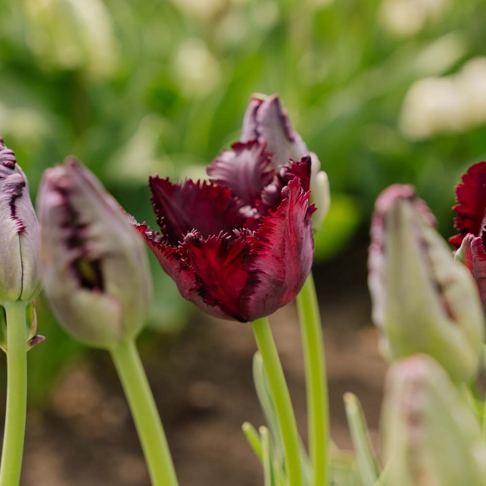 Tulpe 'Black Parrot'