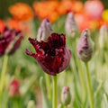Tulpe 'Black Parrot'