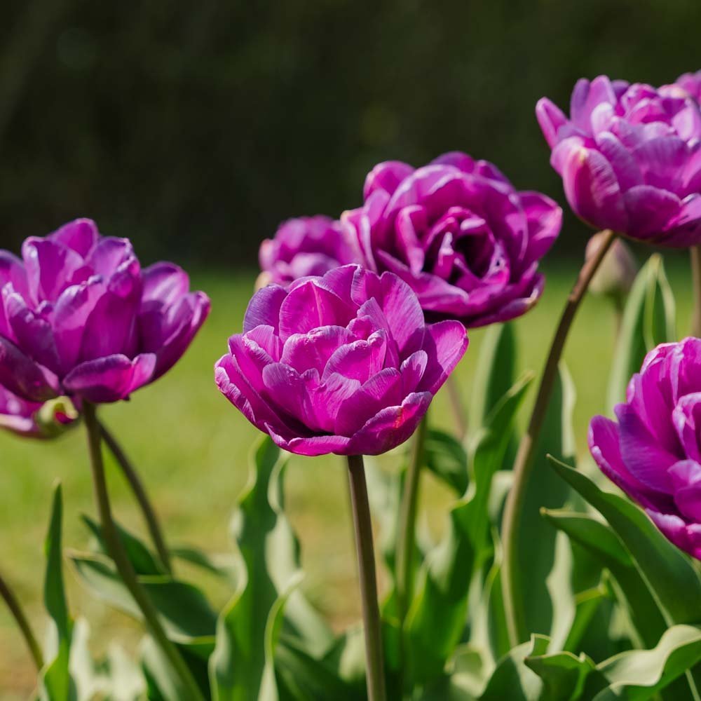 Tulpe 'Blue Diamond'