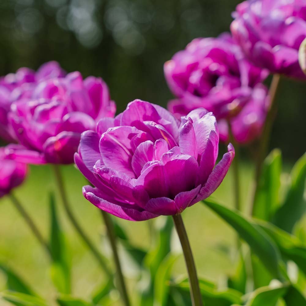 Tulpe 'Blue Diamond'