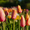 Tulpe 'Blushing Lady'