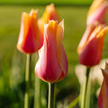 Tulpe 'Blushing Lady'