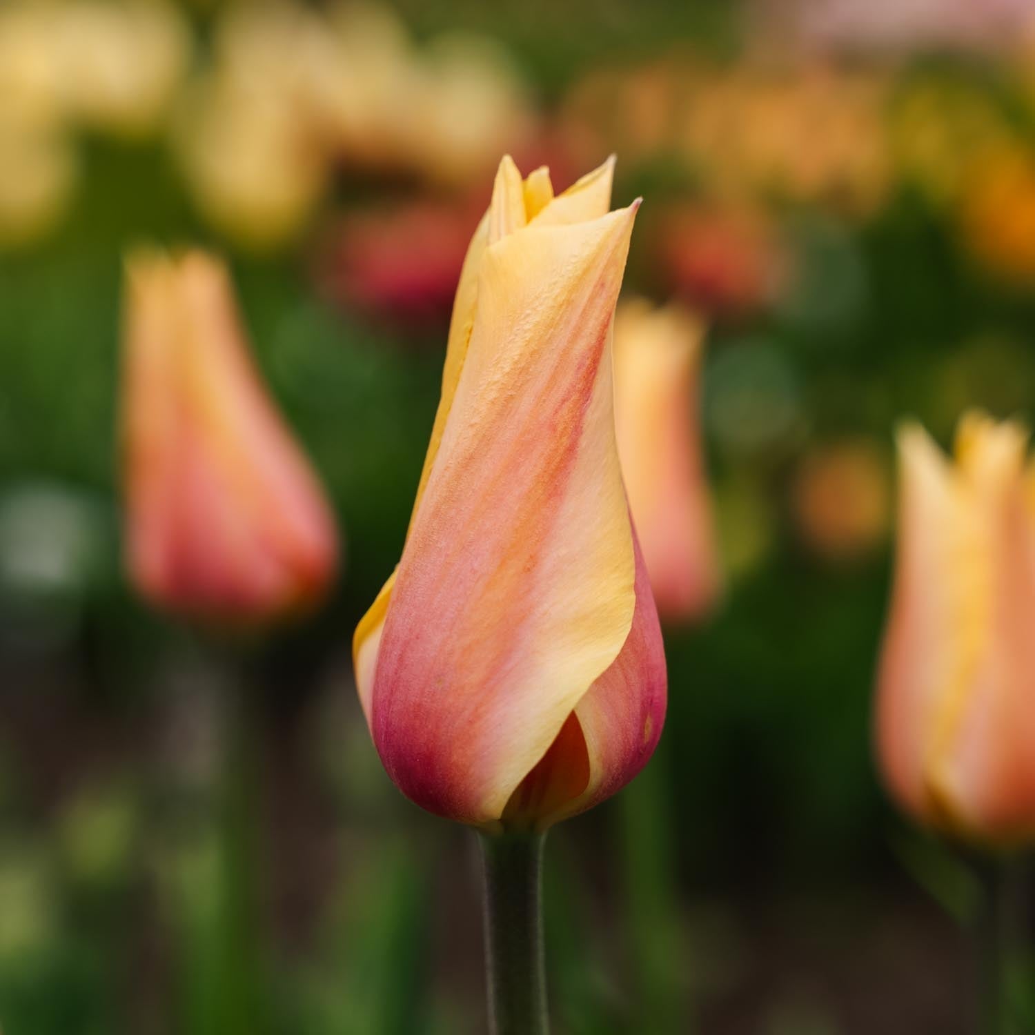 Tulpe 'Blushing Lady'