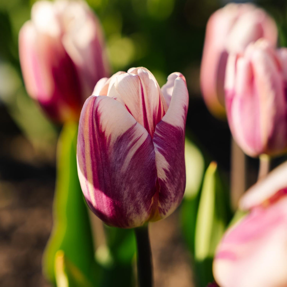 Tulpe 'Bojangles'