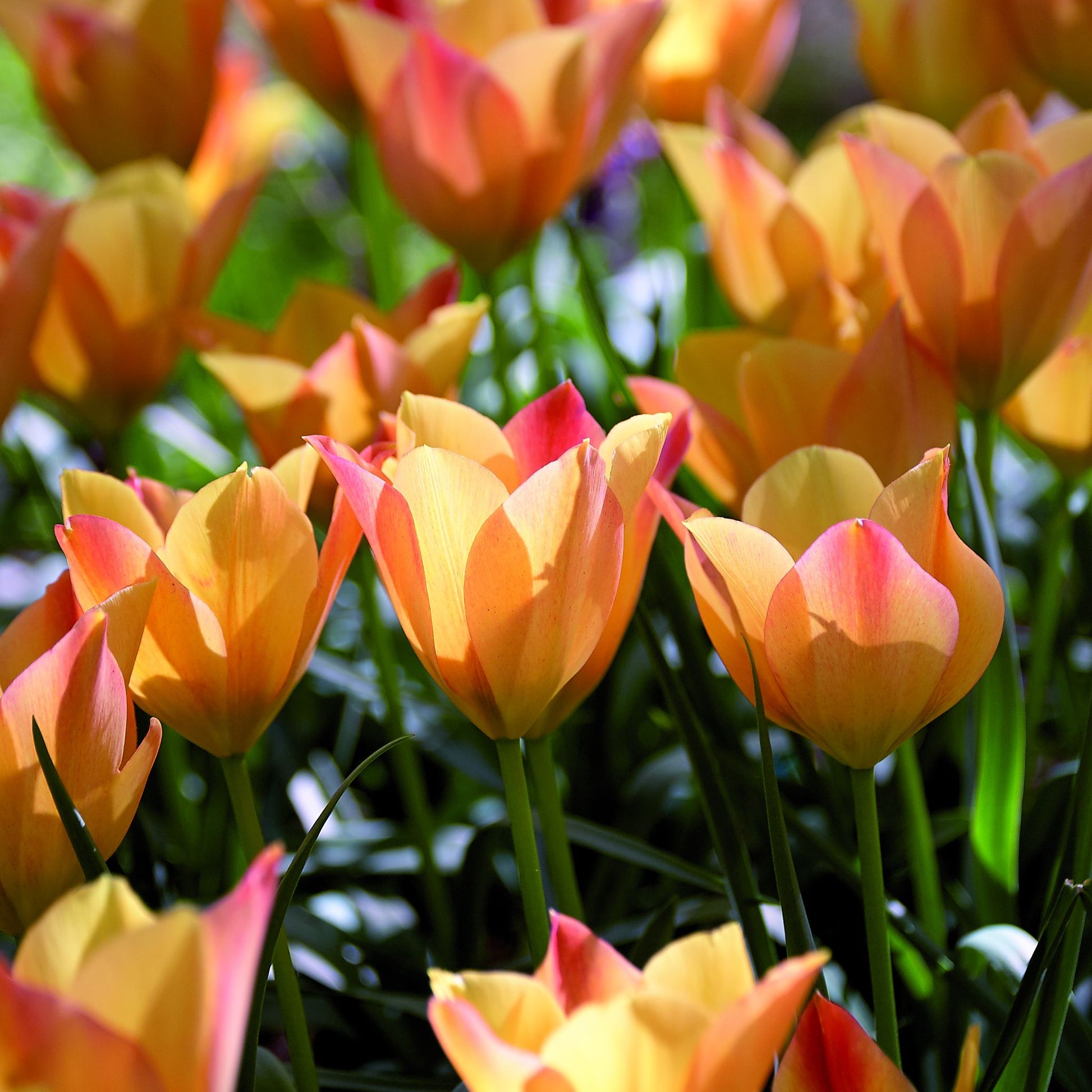 Tulpe 'Bright Gem'