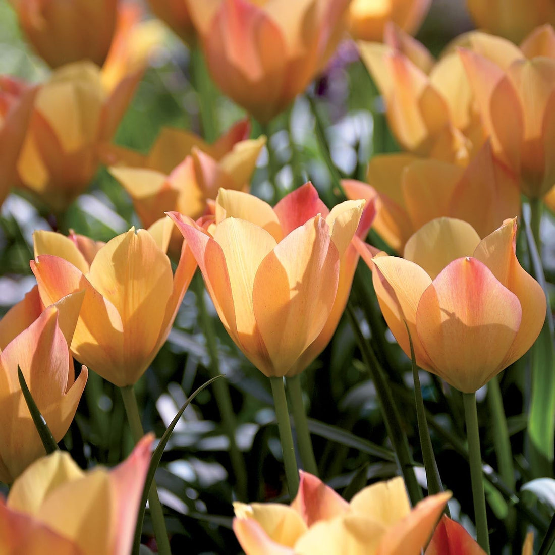 Tulpe 'Bright Gem'