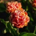 Tulpe 'Brisbane'