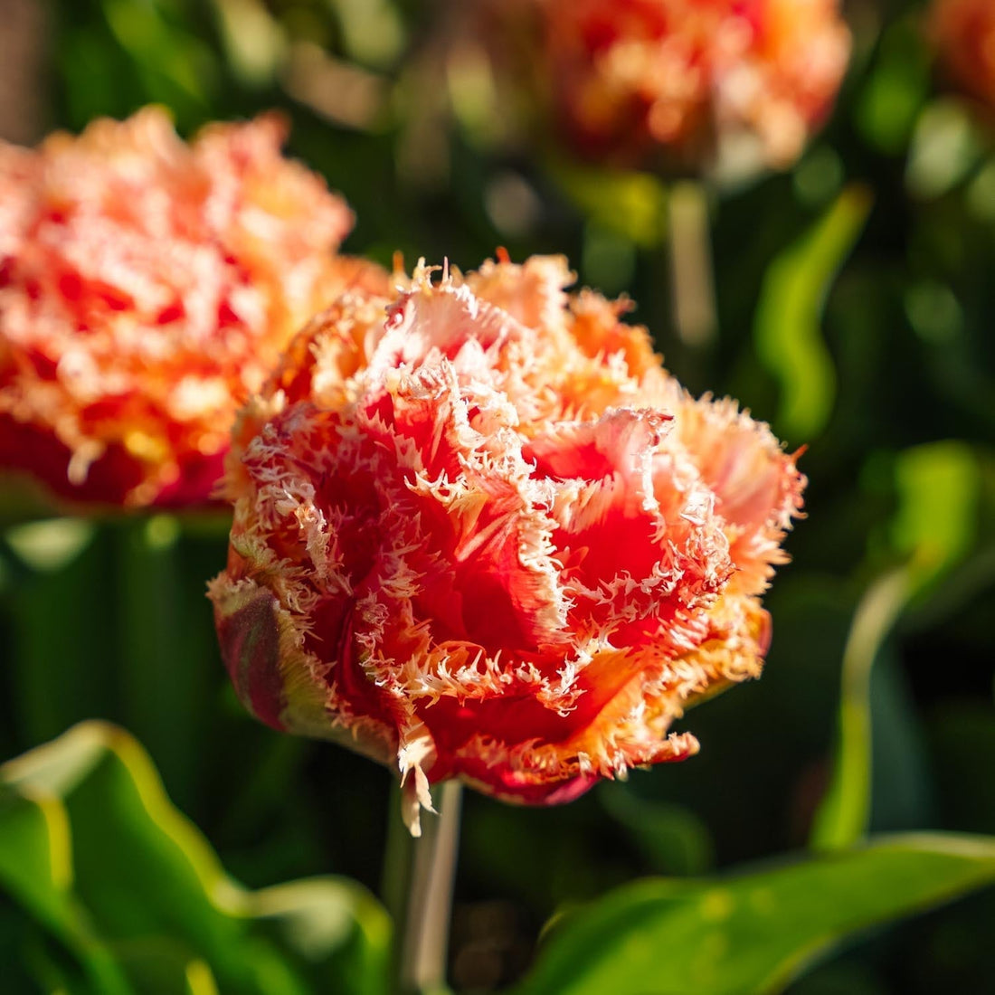 Tulpe 'Brisbane'