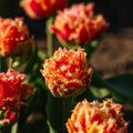 Tulpe 'Brisbane'