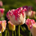 Tulpe 'Cabanna'