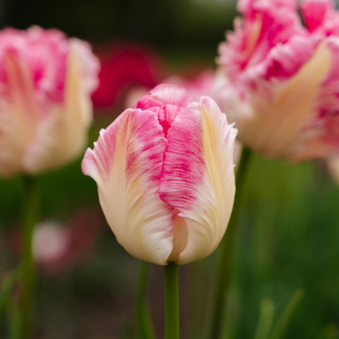 Tulpe 'Cabanna'