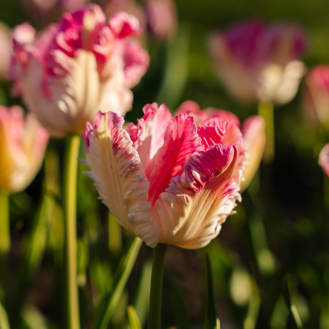 Tulpe 'Cabanna'
