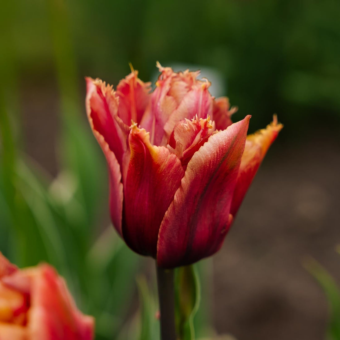 Tulpe 'Callahan'
