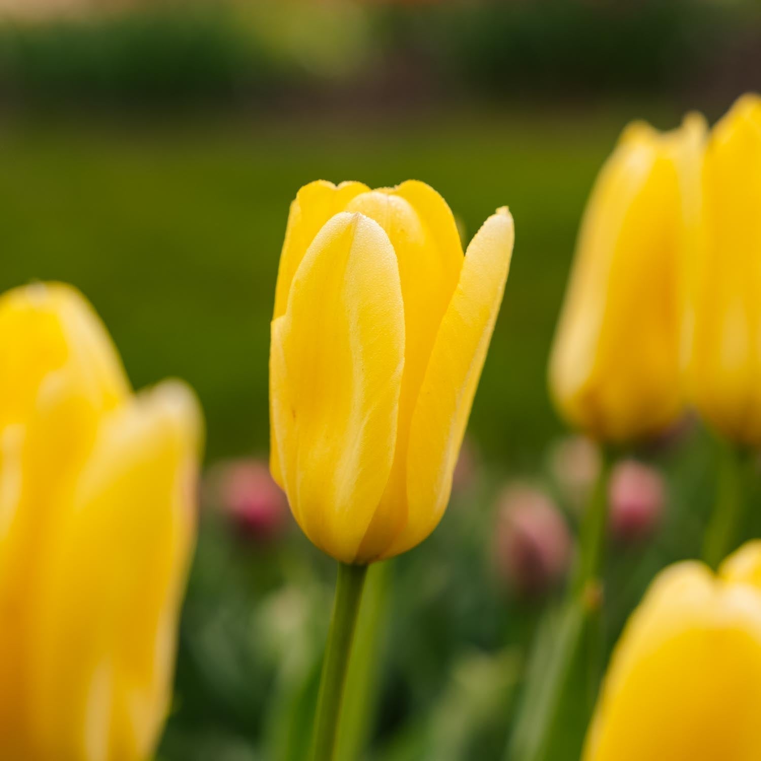 Tulpe 'Candela'