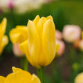 Tulpe 'Candela'