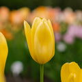 Tulpe 'Candela'