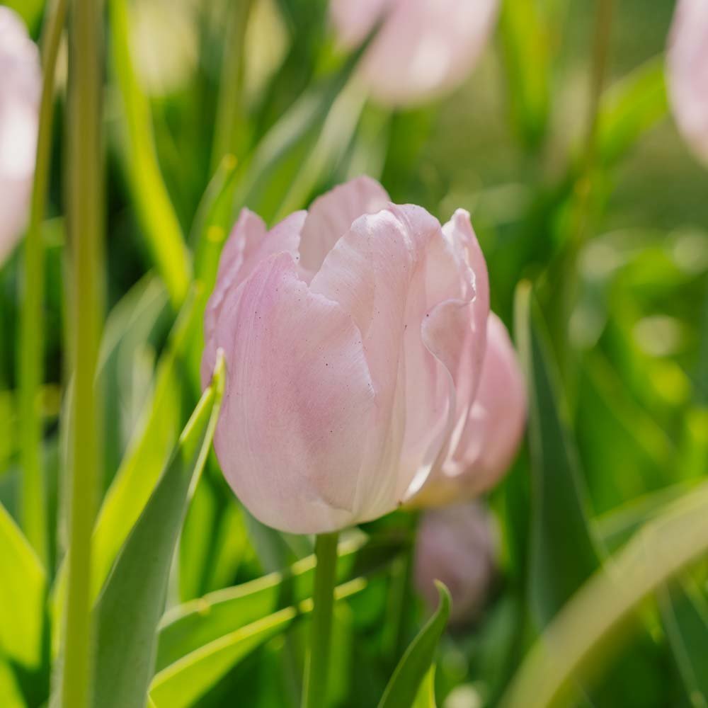 Tulpe 'Candy Prince'