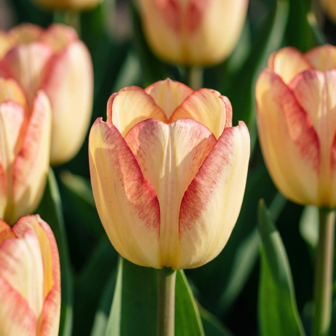 Tulpe 'Cape Town'