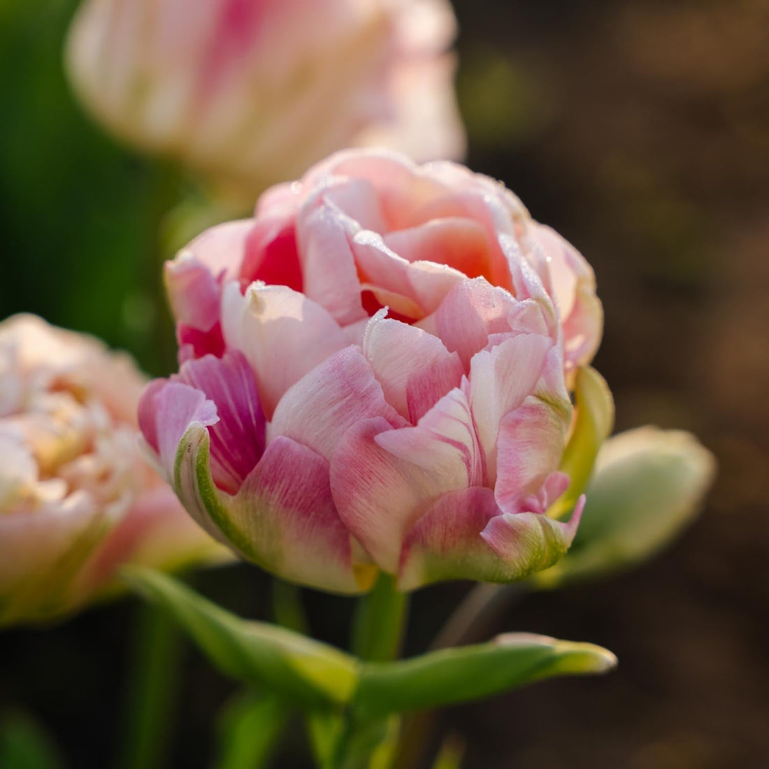 Tulpe 'Charming Lady'