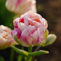 Tulpe 'Charming Lady'