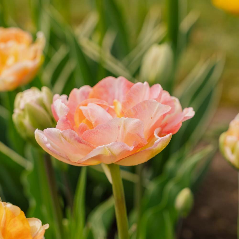 Tulpe 'Charming Lady'