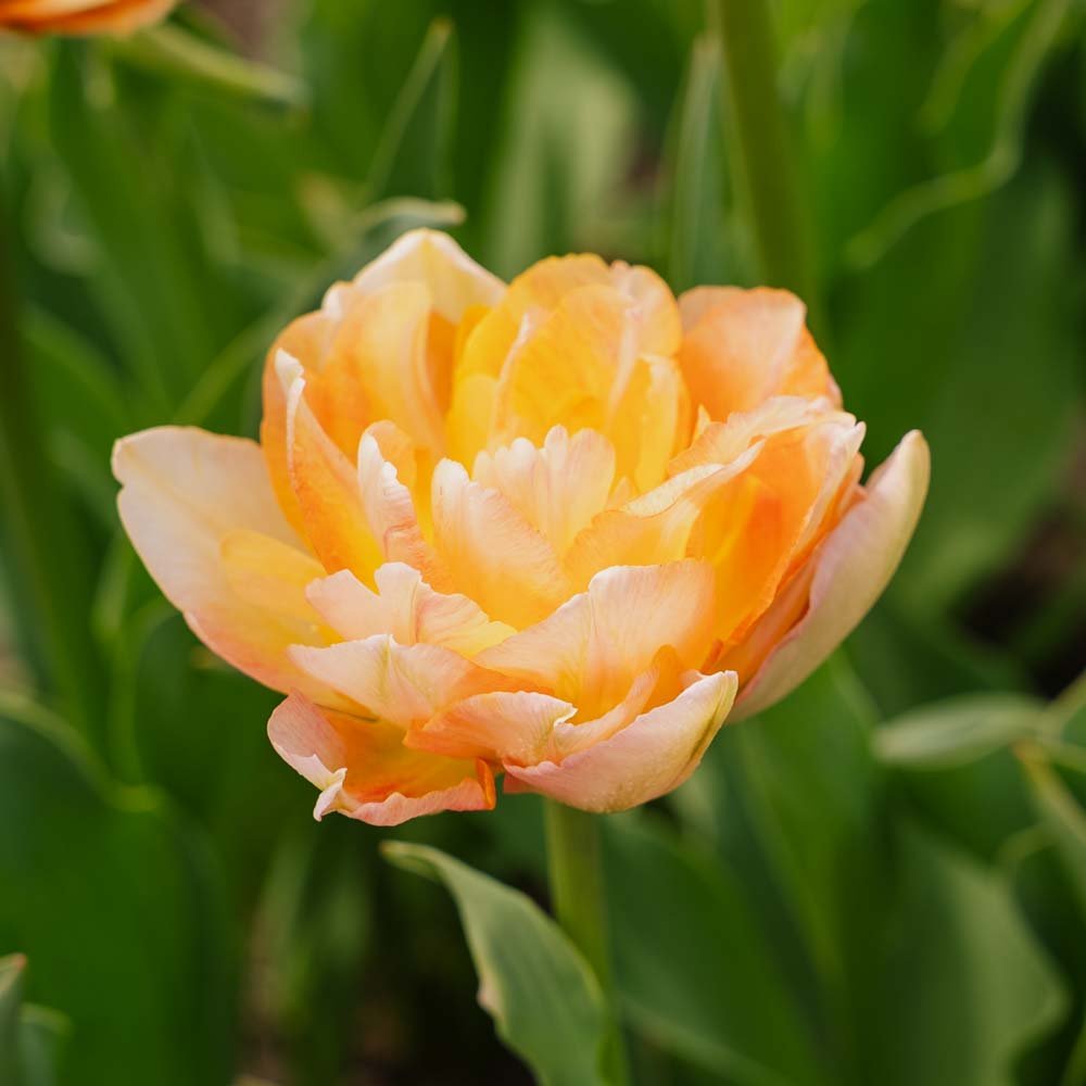 Tulpe 'Charming Lady'