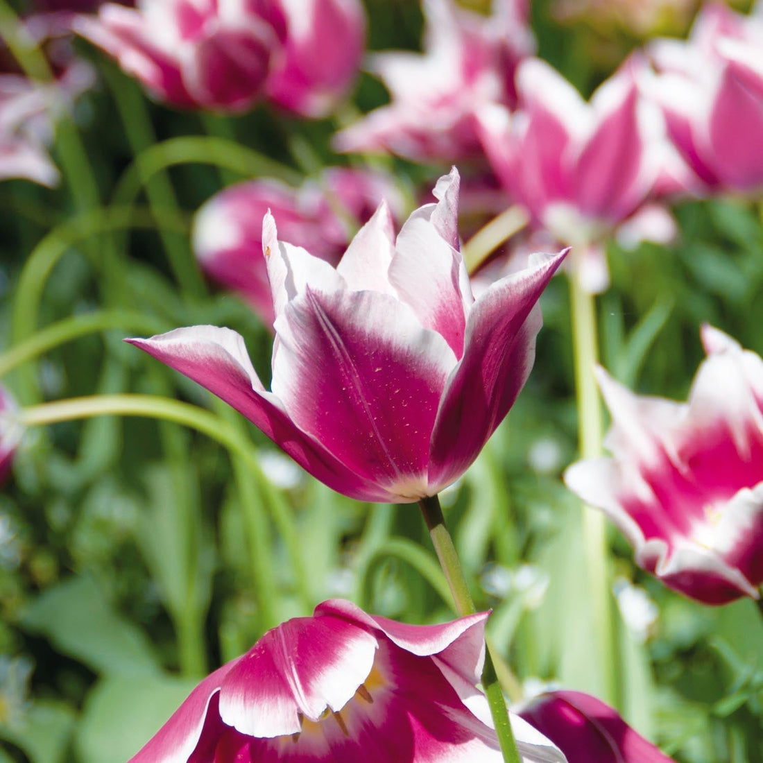 Tulpe 'Claudia'
