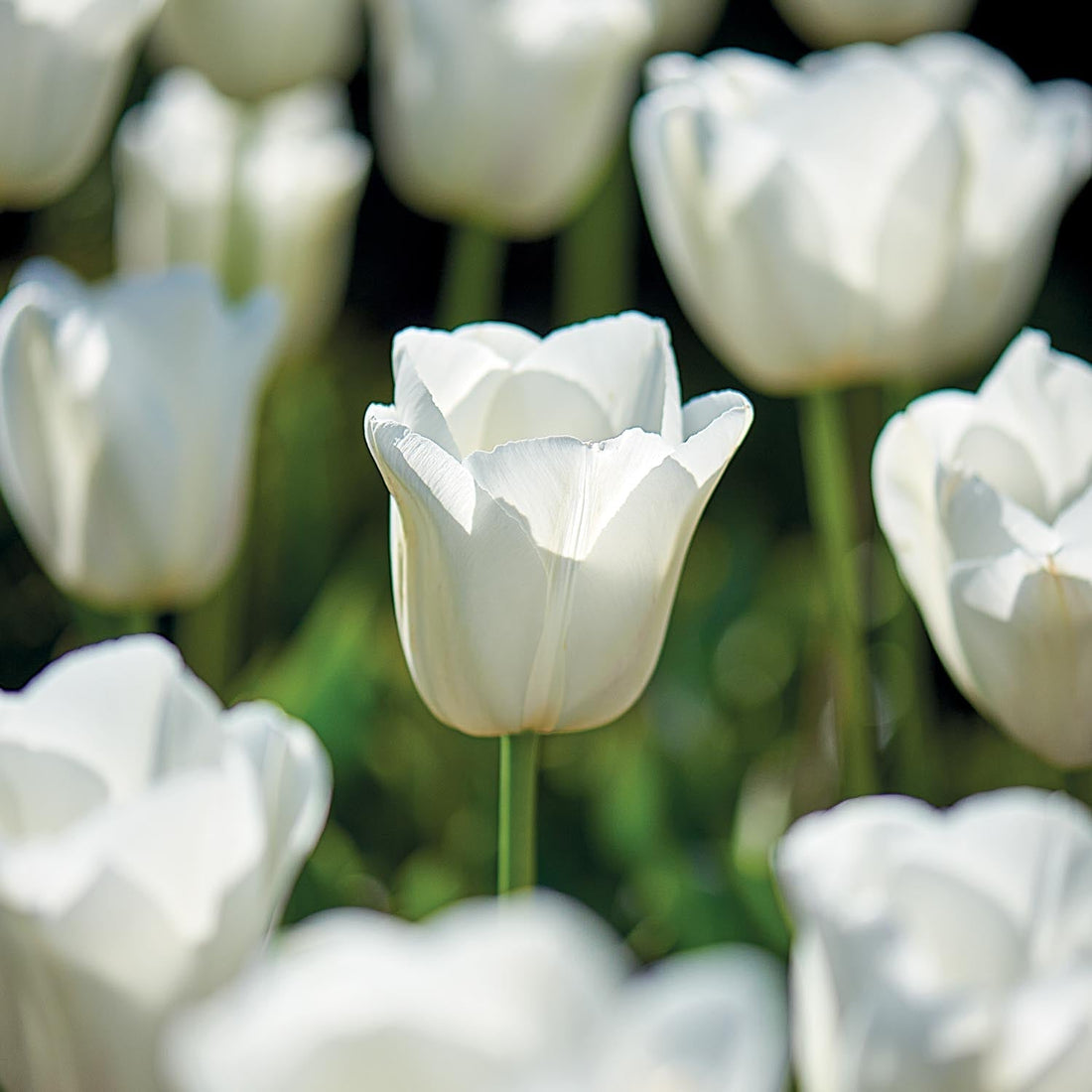 Tulpe 'Clearwater'