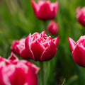 Tulpe 'Columbus'