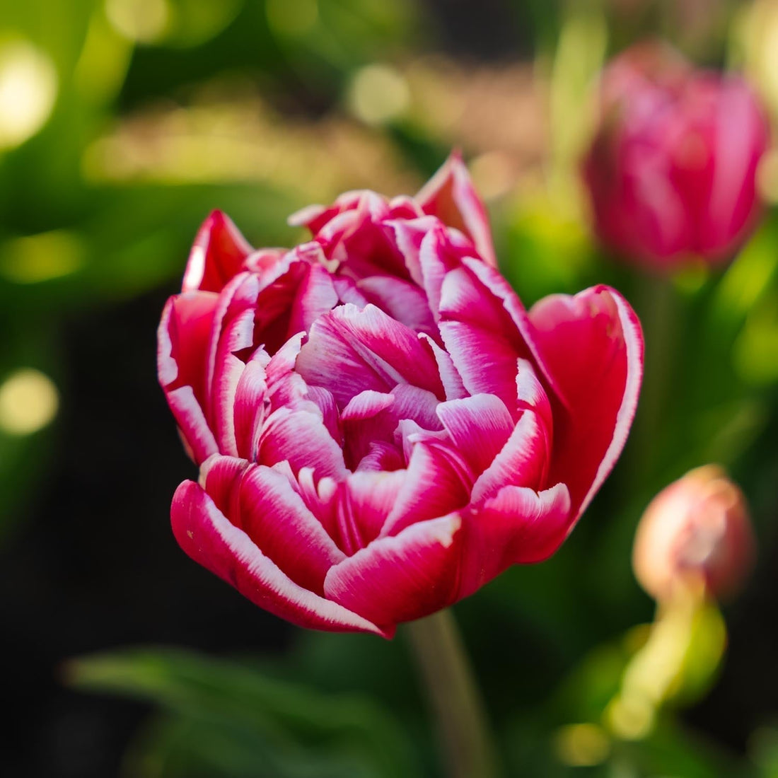 Tulpe 'Columbus'