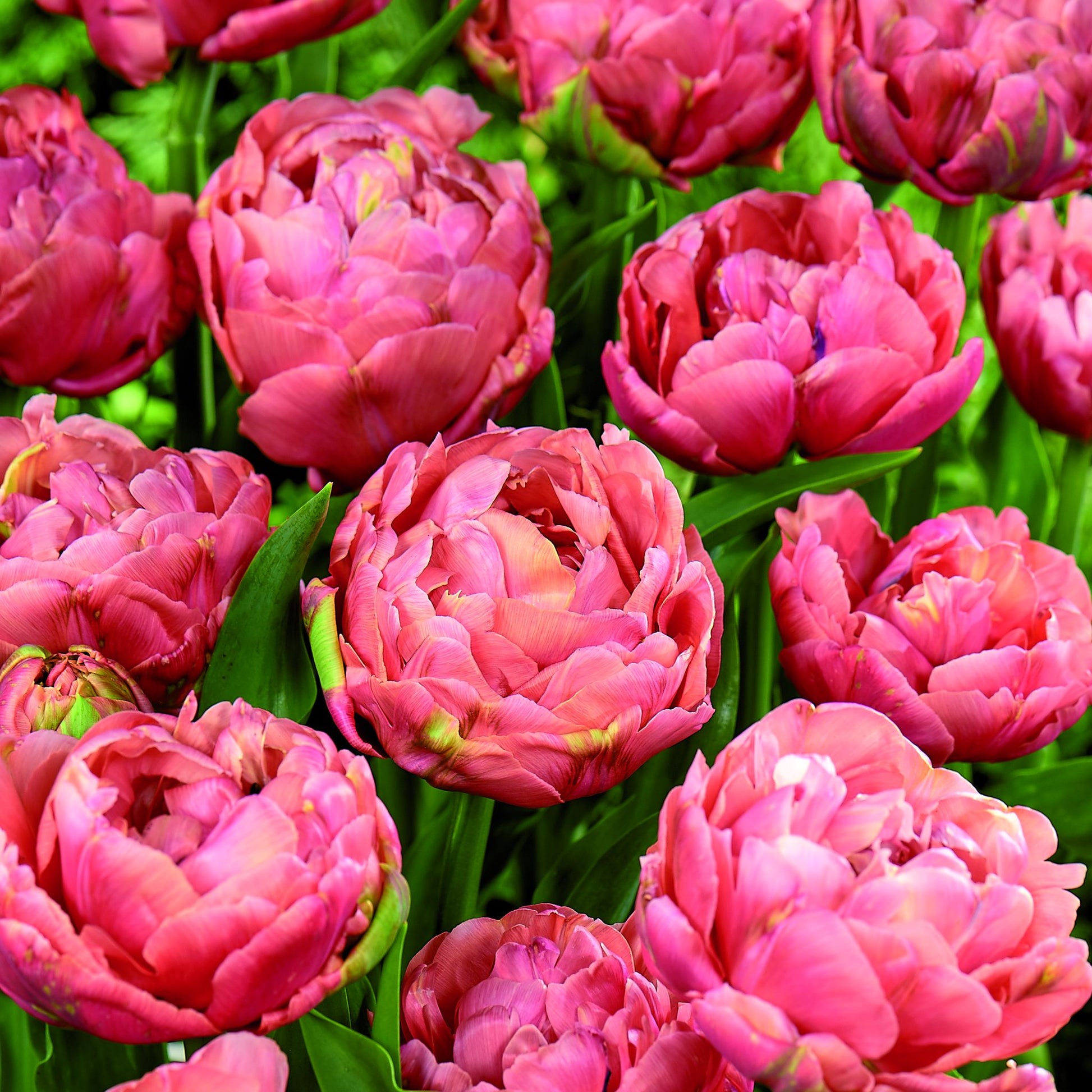 Tulpe 'Copper Image'