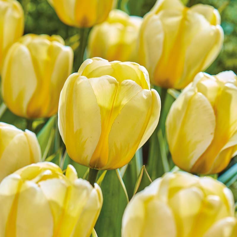 Tulpe 'Cream Cocktail'