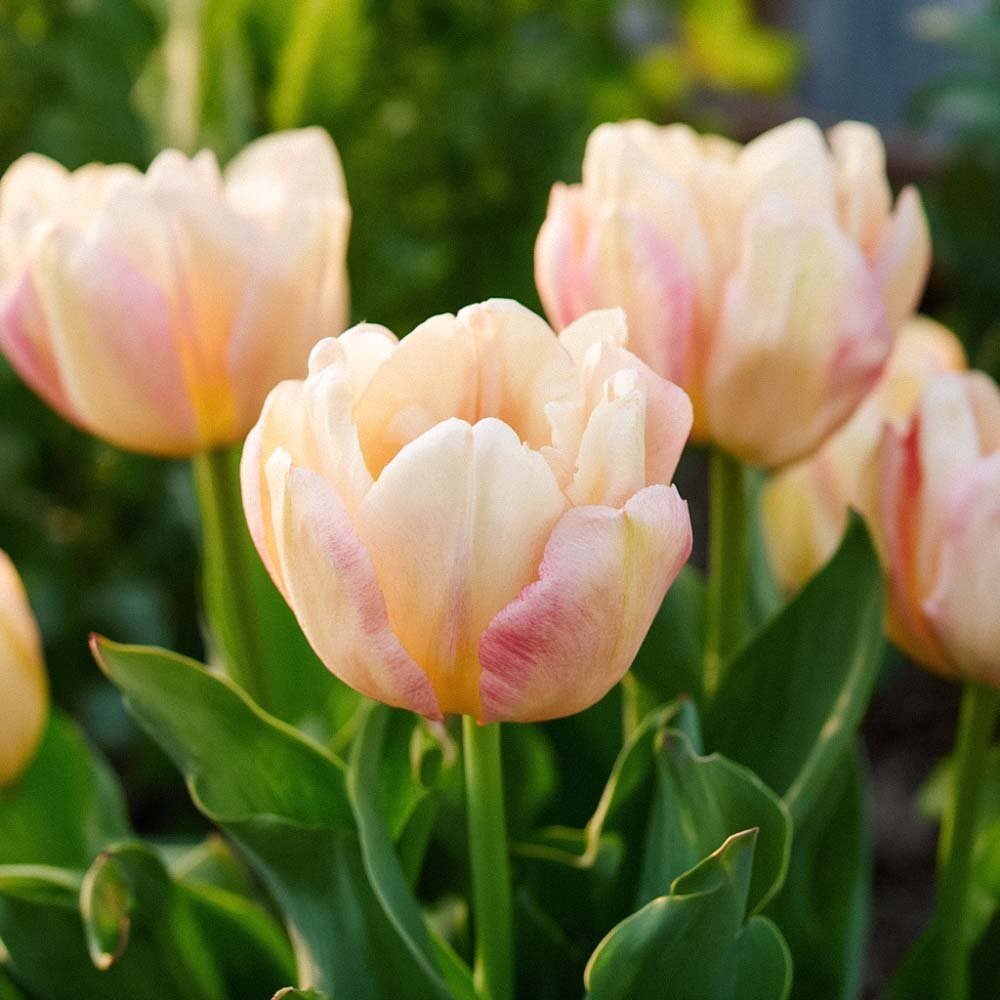 Tulpe 'Creme Upstar'